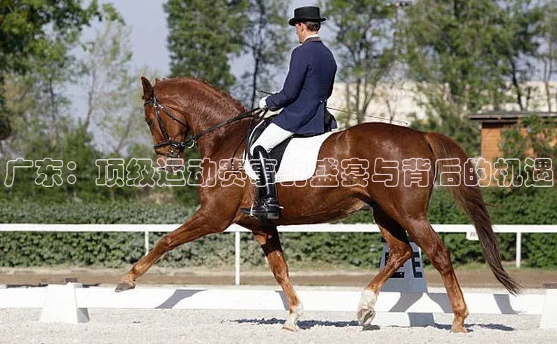 广东：顶级运动赛事的盛宴与背后的机遇